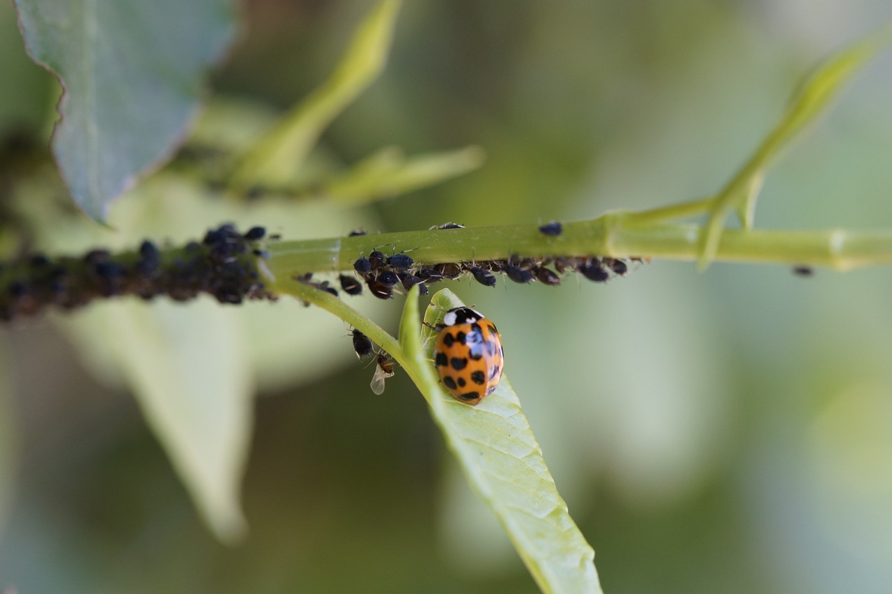 Protecting Your Home Against Rodents and Pests